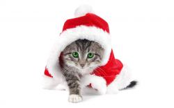 christmas cat decorations wallpapers