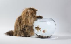 Cat Aquarium Fish
