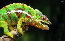 Interesting Fact About Chameleon