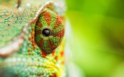 Chameleon Eye