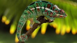 Lizard Chameleon