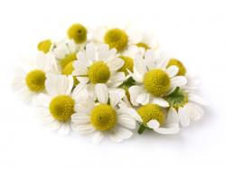 Chamomile Oil 3 dilutions