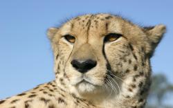 Closeup Cheetah Head Portrait (click to view)