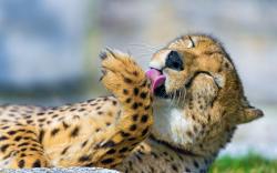 Cheetah paw