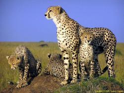 free Cheetah wallpaper wallpapers download