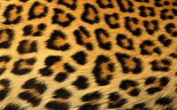 Cheetah Background image Designs For Win