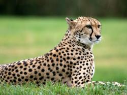 Information About Cheetahs For Kids · Cheetah Facts For Kids | Cheetah Habitat & Diet