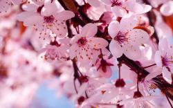 Cherry blooms
