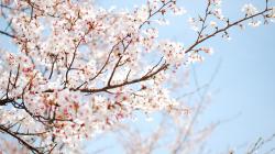 ... Cherry Blossom Wallpaper ...