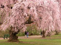 Cherry Blossoms in Newark, New Jersey
