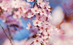 Cherry Blossom Spring Album Hq Wallpapers for Pc 2560x1600px