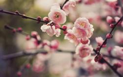 ... Gorgeous Cherry Blossom