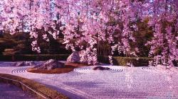 ... Cherry Blossom (10) ...