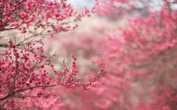 Cherry Blossoms Pink Spring Nature