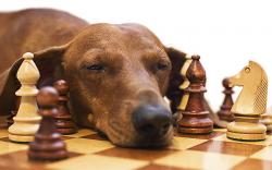 Chess dog intelligence