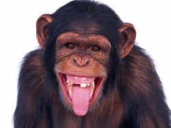 free Chimpanzee wallpaper wallpapers and background