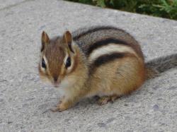 Lessons from a Chipmunk