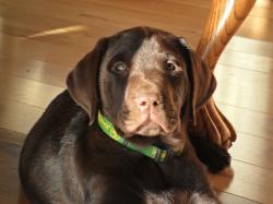 someday on Pinterest | Chocolate Labs, Chocolate Lab Puppies and Labradors