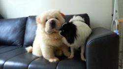 Cute chow chow and japanese chin puppies