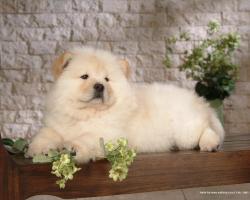 Puppies Chow Chow Puppy Wallpaper