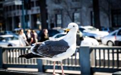 City Street Fence Bird Seagull
