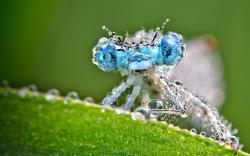 Dragonfly Insect Dew Drops Leaf Close Up HD Wallpaper