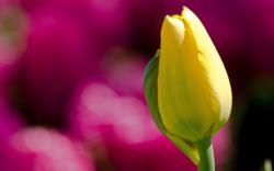 Closed yellow tulip