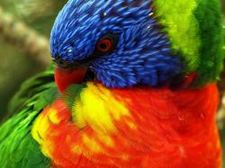 Animals birds close-up parrots rainbow lorikeet 2048x1536