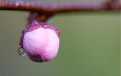 Close-up Bud Cherry Flower Pink Branch Dew Drops