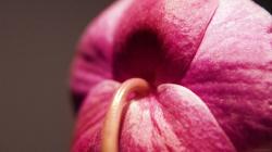 Close-Up Flower Pink Macro