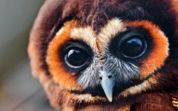 Tawny Owl Brown Owl Close-Up