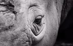 Rhinoceros Eye Close-Up