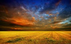 Cloudy sunset cornfield