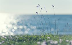 Coast grass sunshine Wallpapers Pictures Photos Images. «