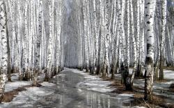 Cold Forest Path