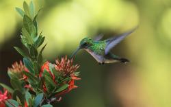 Colibri nectar