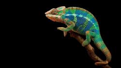 Colorful Chameleon Wallpaper