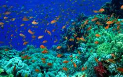 beautiful colorful fish underwater world 6 wallpaper HD