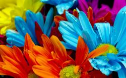 ... Colorful flowers Wallpapers Pictures Photos Images