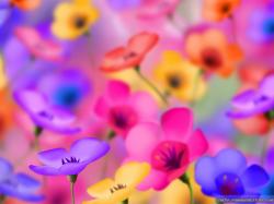 Colorful Flower Wallpapers Hd Widescreen 2 HD Wallpapers