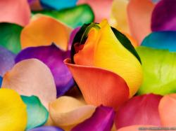 Colorful Flowers HD Desktop Wallpaper