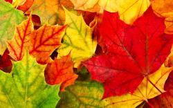 Free Colorful Leaves Wallpaper