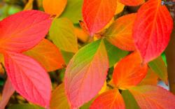 colorful leaves