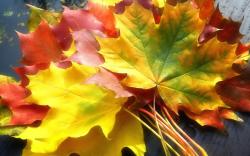 Download Colorful leaves 1440x900 Wallpaper · Download Colorful leaves 1680x1050 Wallpaper