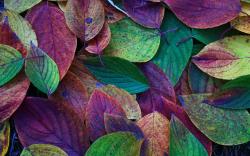 Background and Colorful Leaves Wallpapers