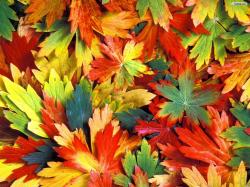 Colorful Autumn Leaves Hd Images 3 HD Wallpapers