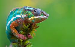 Free Colorful Lizards, computer desktop wallpapers, pictures, images