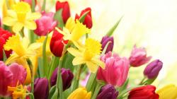 Wallpaper Tags: colorful nature tulips flowers pink red daffodils yellow spring fresh purple
