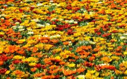Colorful summer flower field