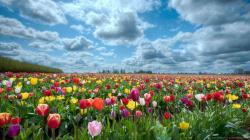... Colorful Tulip Field for 1366x768